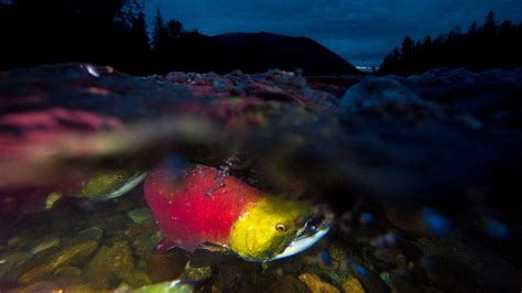 First Nations seek salmon return to Columbia Basin in new treaty with U.S.